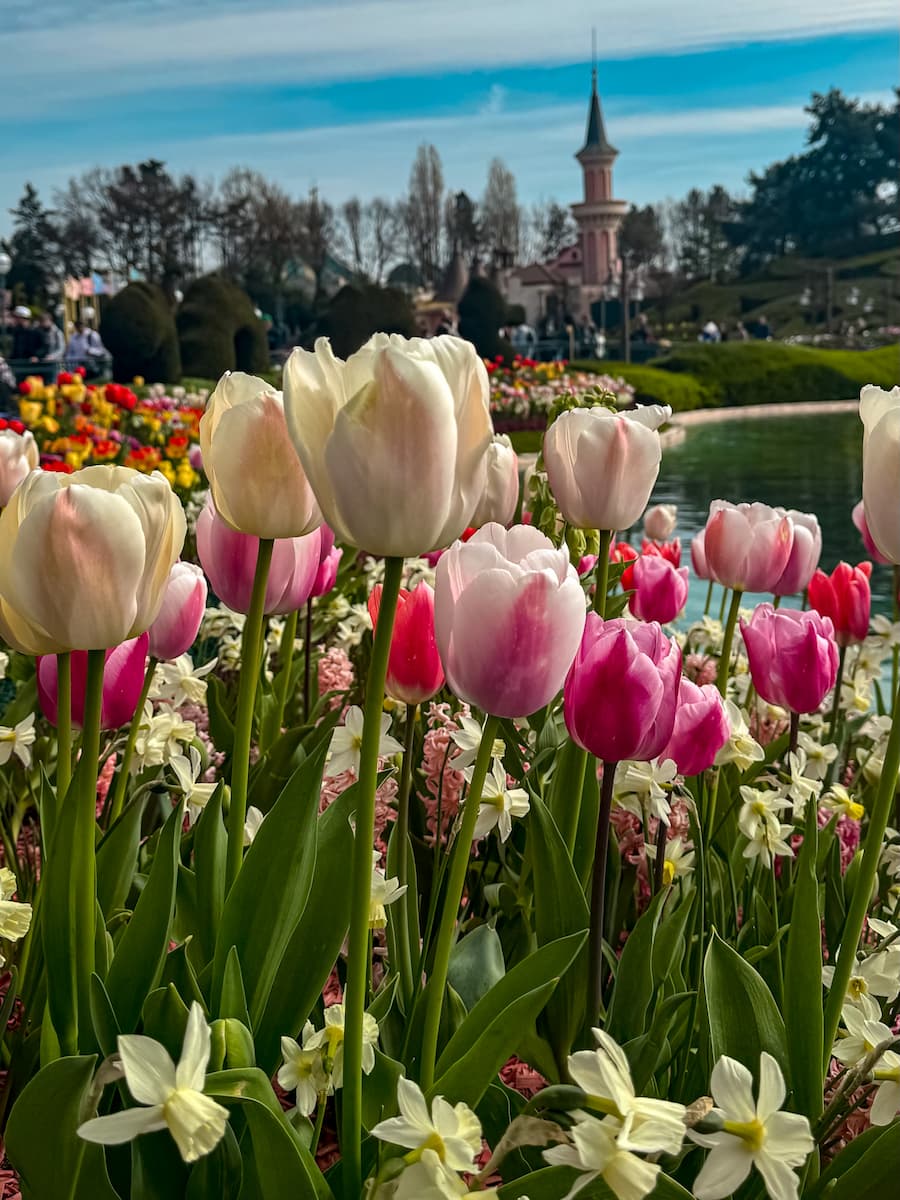 Beautiful tulips and castle turret in Fantasyland at Disneyland Paris in April