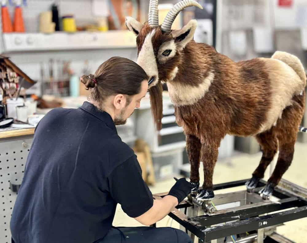 Disneyland Paris Imagineer restoring the goat animatronic in the workshop, complete with realistic fur and detailing
